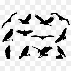 Buzzard Silhouettes Vector - Turkey Vulture Silhouette Png, Transparent Png - bird vector png