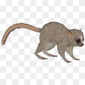 Mouse Lemur Png, Transparent Png - possum png