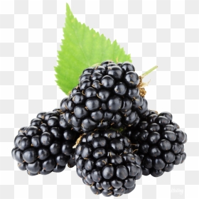 Free Png Blackberry Fruit Images Transparent Backgrounds - Blackberries Png, Png Download - blackberry png