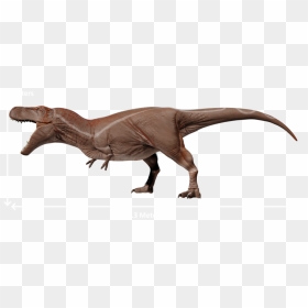 Majungatholus Collecta, HD Png Download - tyrannosaurus rex png