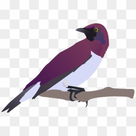 Exotical Bird Svg Clip Arts - Bulbul Clipart, HD Png Download - bird vector png
