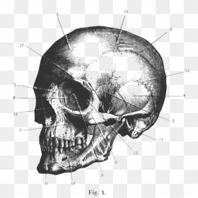 髑髏 イラスト, HD Png Download - skull vector png