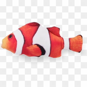 Toy, HD Png Download - clown fish png