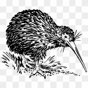 Kiwi Bird Vector Image - Outline Images Of Kiwi Bird, HD Png Download - bird vector png