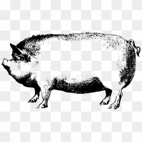 Thumb Image - Boar Black And White Clipart, HD Png Download - pig face png