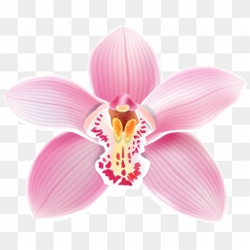 Pink Png Best Web - Orchid Flower Drawing, Transparent Png - orchids png