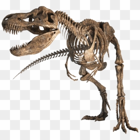 Tyrannosaurus Rex - Tyrannosaurus Fossil Png, Transparent Png - tyrannosaurus rex png