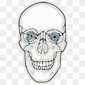 Digitalized Human Skull - Skull, HD Png Download - skull vector png