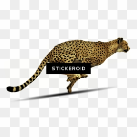 Fast Cheetah Running Clipart - Cheetah Transparent Background, HD Png Download - cheetah print png