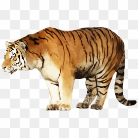 Tiger, HD Png Download - standing png