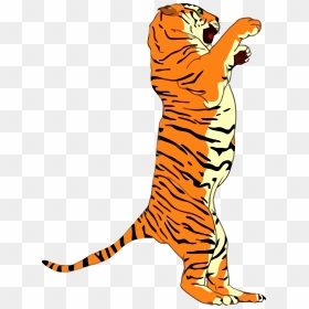 Drawing Of A Standing Tiger Easy, HD Png Download - standing png