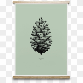 Pine Cone Form Us With Love - 3d Pine Cone Drawing, HD Png Download - pinecone png