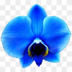 Orchid Transparent Blue - Royal Blue Blue Orchid, HD Png Download - orchids png