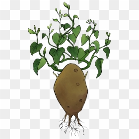 Illustration Of A Potato With A Leaf Crown, HD Png Download - leaf crown png