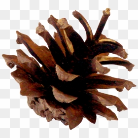 Transparent Pinecone Png - Lodgepole Pine, Png Download - pinecone png