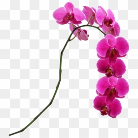 Pink Flower Singapore Moth Slipper Lady"s Orchids Clipart - Pink Orchid Png, Transparent Png - orchids png