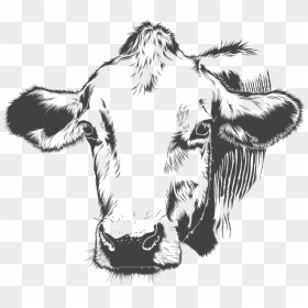 Cow Cattle Animal Farm Vector Cow Head Illustration- - Ringworm Treatment For Cows, HD Png Download - cow silhouette png