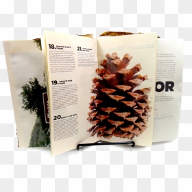 Pinecone Png, Transparent Png - pinecone png