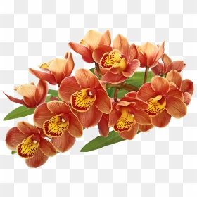 Orchids Of The Philippines, HD Png Download - orchids png