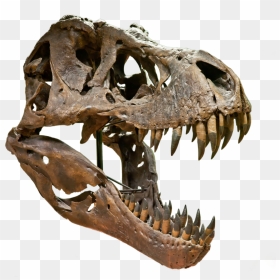Transparent T Rex Skeleton Png - T Rex Skull Png, Png Download - tyrannosaurus rex png