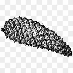 Pine Cone 3 Clip Arts - Cara Menggambar Buah Pinus, HD Png Download - pinecone png