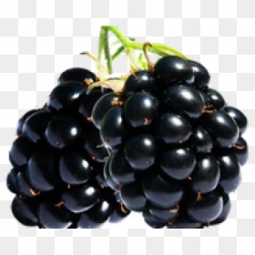 Blackberry Fruit Png Transparent Images - Zarzamora Png, Png Download - blackberry png
