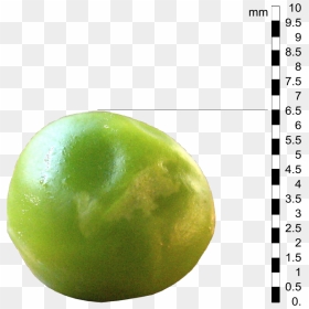 File - Pea01-edit - Green Pea Actual Size, HD Png Download - pea png