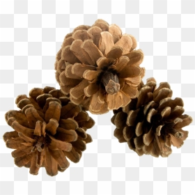 Pinecone Png Hd - Lodgepole Pine, Transparent Png - pinecone png