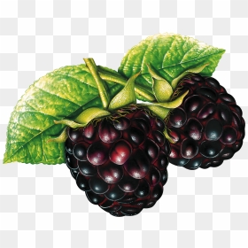 Grab And Download Blackberry Icon Png - Berries Png, Transparent Png - blackberry png