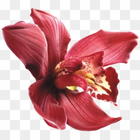 Png Клипарт "beautiful Orchids Flower - Flower Purple Orchid Png, Transparent Png - orchids png