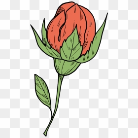 Rose Bud Clipart - Garden Roses, HD Png Download - rose bud png