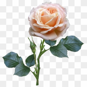 Rose Stem And Leaves, HD Png Download - rose bud png