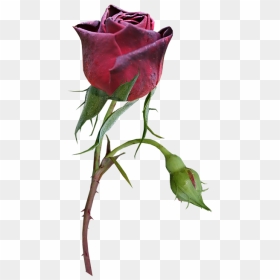 Garden Roses, HD Png Download - rose bud png