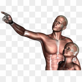 Father & Son, 3d, Anatomy, Boy, Child, Hq Photo - Man With Son Pointing, HD Png Download - father and son png