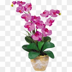 Orchid Double Stem Phalaenopsis Silk Orchid Arrangement - Orchid Flower, HD Png Download - orchids png