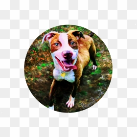 Dog Catches Something, HD Png Download - pit bull png