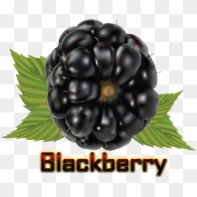 Blackberry Png Hd - Blackberry, Transparent Png - blackberry png