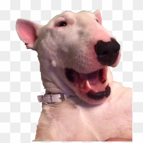 Bull Terrier (miniature), HD Png Download - pog champ png