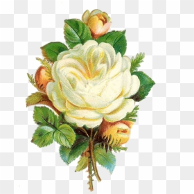 Download Hd Rosebud Cliparts Frame - Garden Roses, HD Png Download - rose bud png