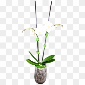 Double-stem Phaelanopsis Orchid - Lily Of The Valley, HD Png Download - orchids png