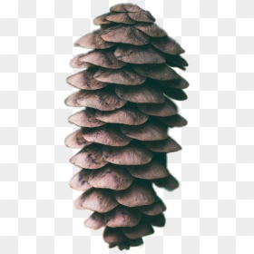 Spruce, HD Png Download - pinecone png