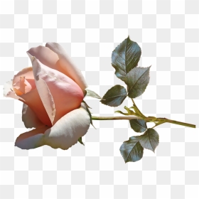 Rose Bud Png, Transparent Png - rose bud png