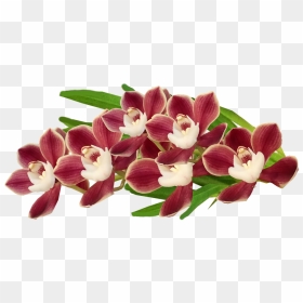 Cooktown Orchid, HD Png Download - orchids png