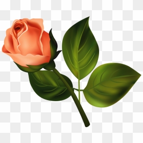 Transparent Rose Bud Png - Clip Art, Png Download - rose bud png