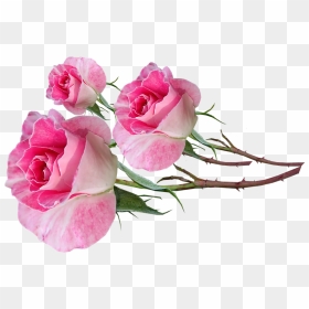 Flores Rosa Com Caule, HD Png Download - rose bud png