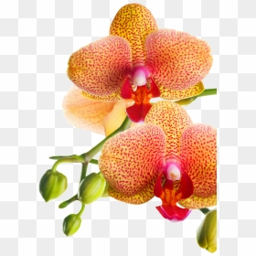 Png Клипарт "beautiful Orchids Flower - Orchids, Transparent Png - orchids png