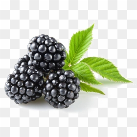 Blackberry Fruit Png Transparent Images - Fruit Diet 7 Days, Png Download - blackberry png