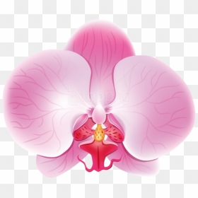 Free Png Download Orchid Pink Png Images Background, Transparent Png - orchids png