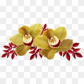 Flores Exoticas Png, Transparent Png - orchids png