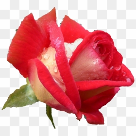 Rose Flower Pink Rose Hd, HD Png Download - rose bud png